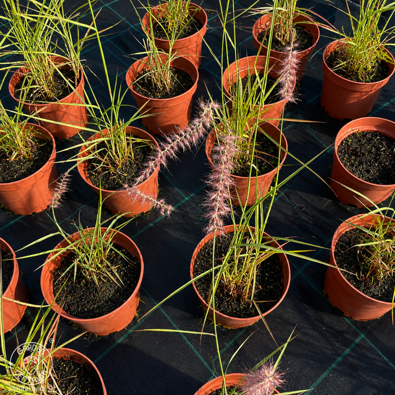 Obrázok Perovec východný (Pennisetum orientale) ‘FLAMINGO’ - kont. C2L